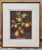 Framed botanical illustration by Brookshaw of fruits including varieties of pears on a brown background