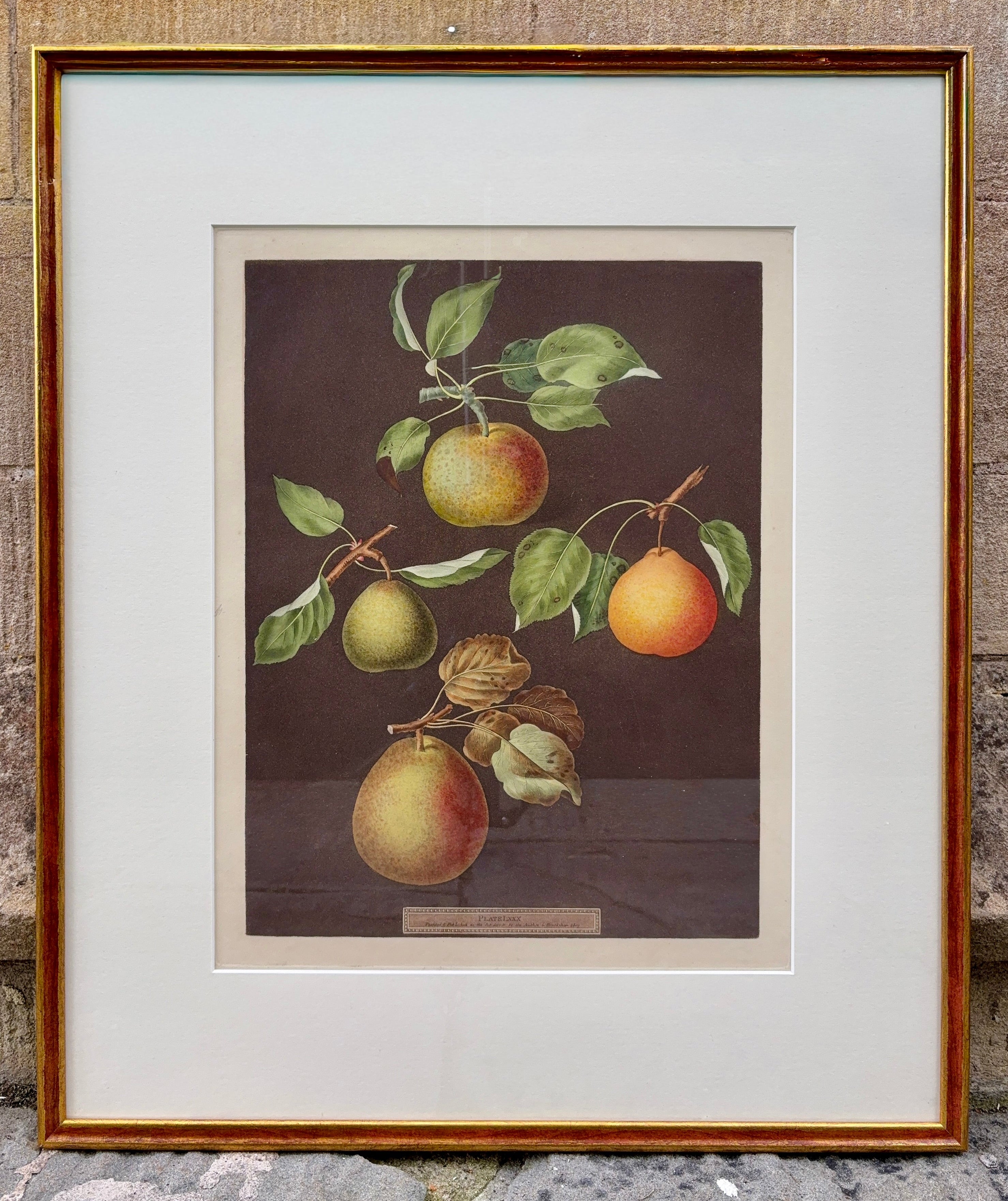Framed botanical illustration by Brookshaw of fruits including varieties of pears on a brown background