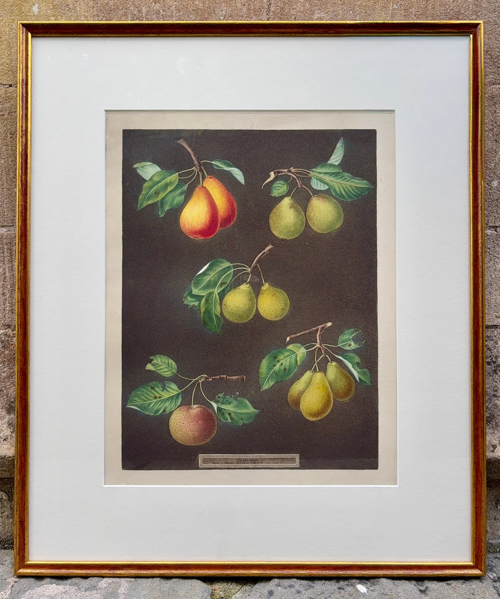 Framed botanical illustration by Brookshaw of fruits including varieties of pears on a brown background