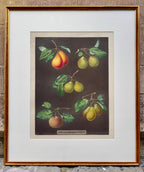 Framed botanical illustration by Brookshaw of fruits including varieties of pears on a brown background
