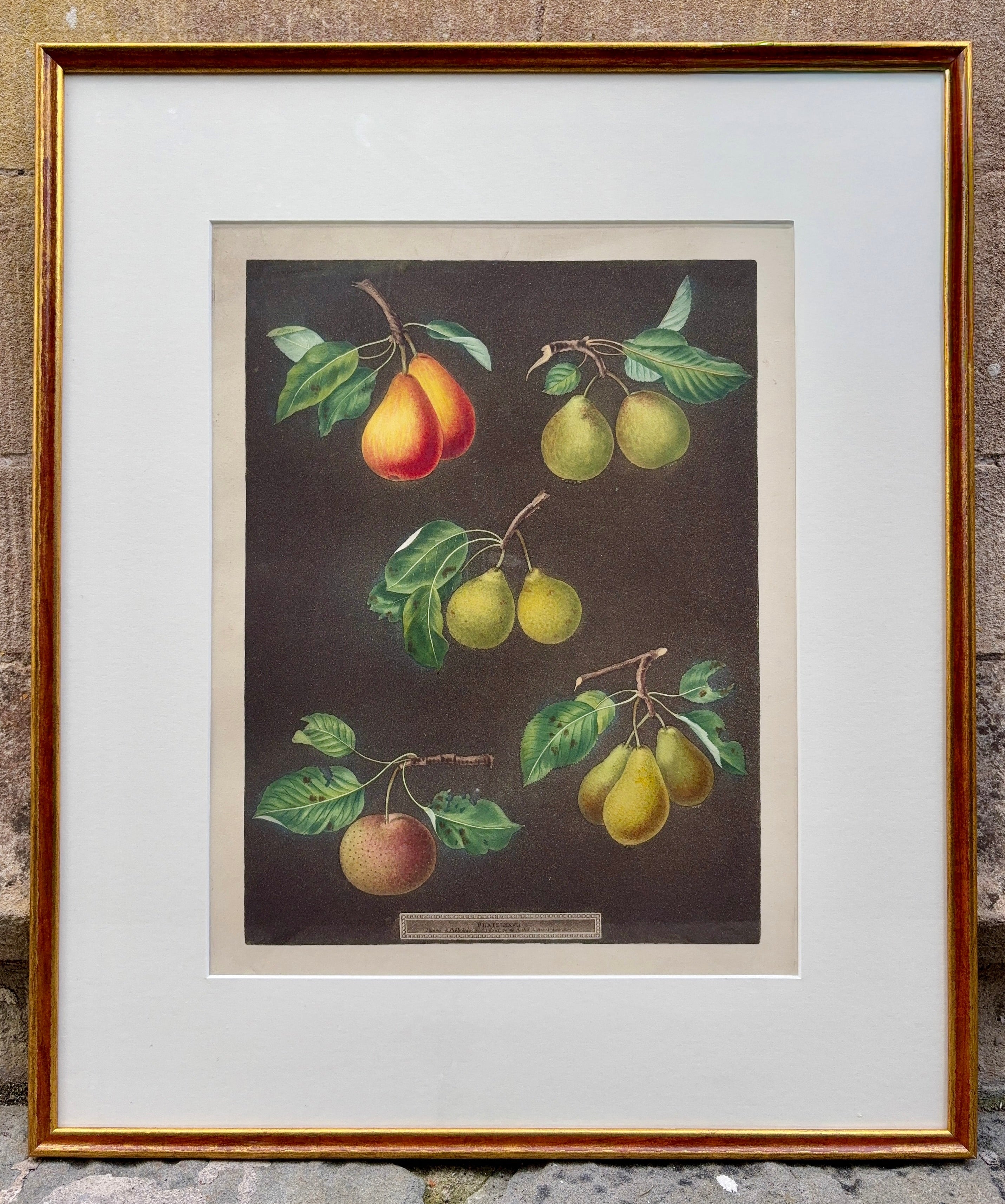 Framed botanical illustration by Brookshaw of fruits including varieties of pears on a brown background