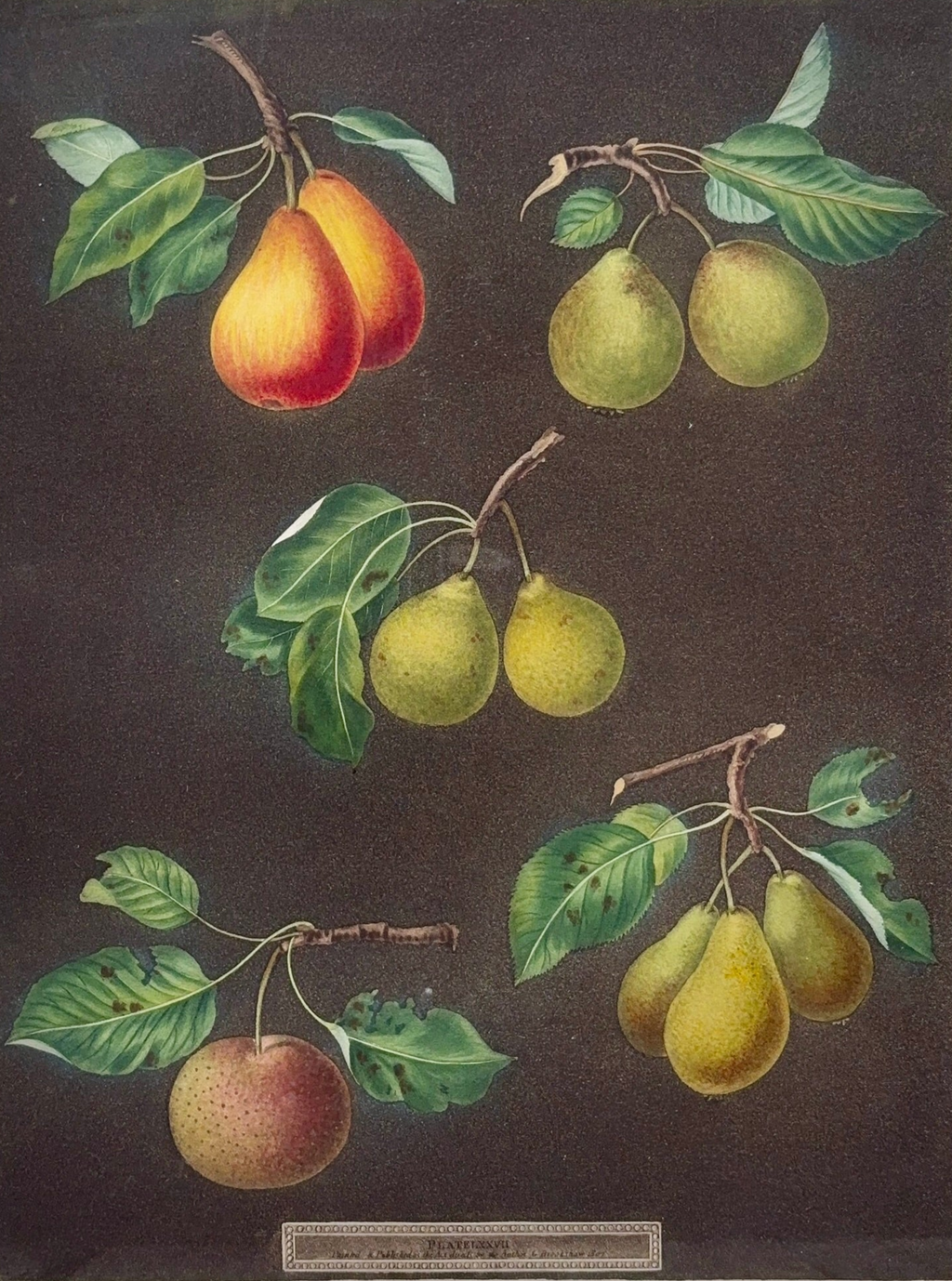 'A Pair of Pears - LXXX & LXXVII' - Early 19th-Century Botanical Engravings, Framed