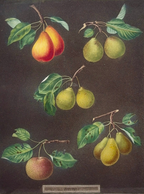 'A Pair of Pears - LXXX & LXXVII' - Early 19th-Century Botanical Engravings, Framed