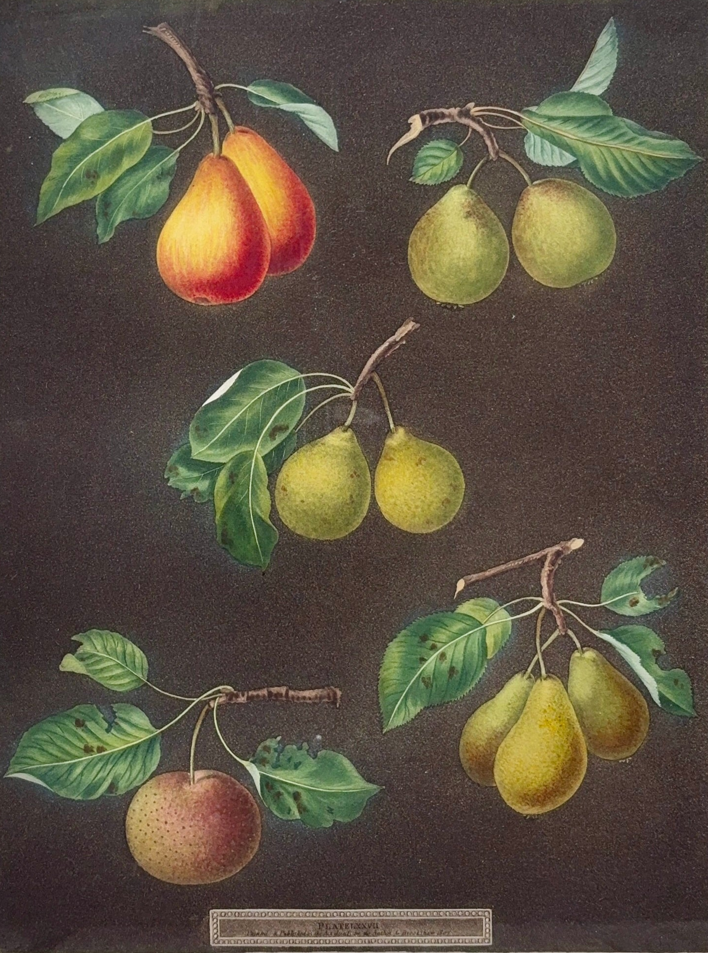 'A Pair of Pears - LXXX & LXXVII' - Early 19th-Century Botanical Engravings, Framed
