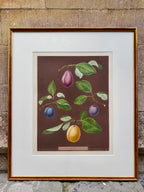 Framed botanical illustration by Brookshaw of fruits including varieties of plums on a brown background