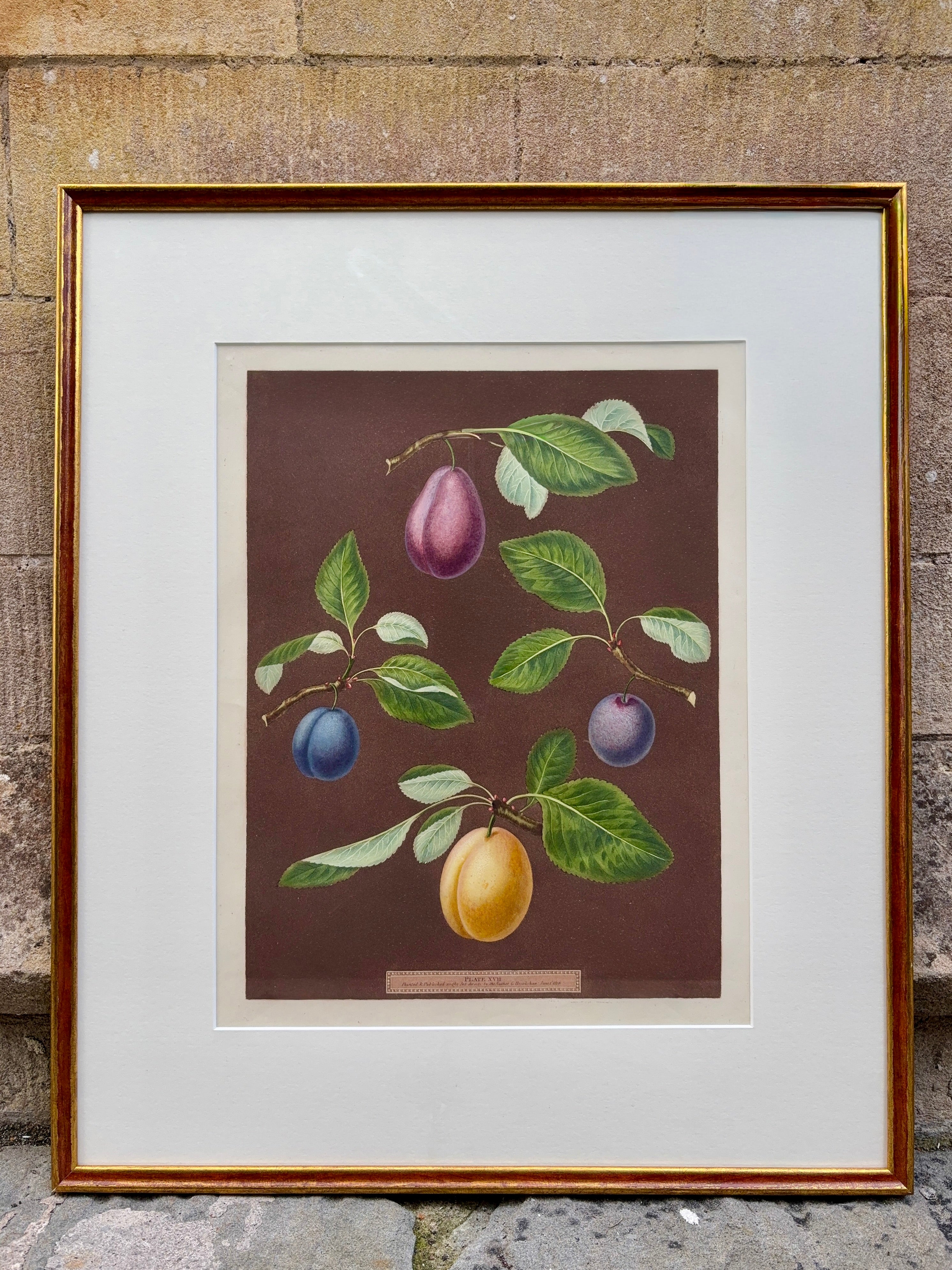Framed botanical illustration by Brookshaw of fruits including varieties of plums on a brown background