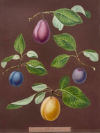 'A Pair of Plums - Plates XV & XVII' - Early 19th-Century Botanical Engravings, Framed