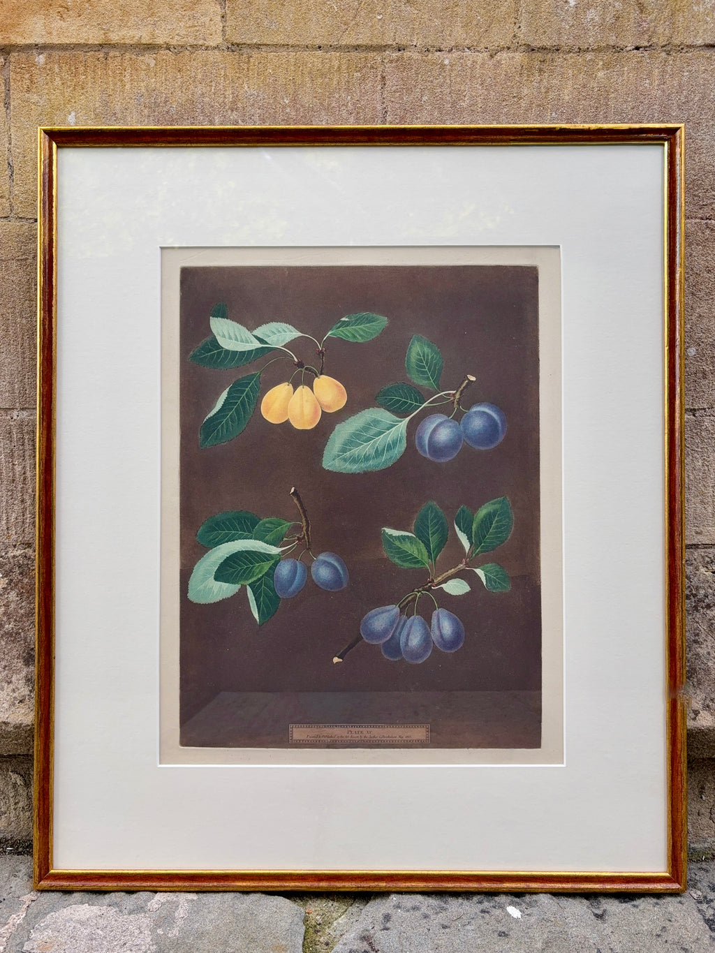 Framed botanical illustration by Brookshaw of fruits including varieties of plums on a brown background