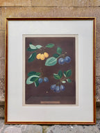Framed botanical illustration by Brookshaw of fruits including varieties of plums on a brown background