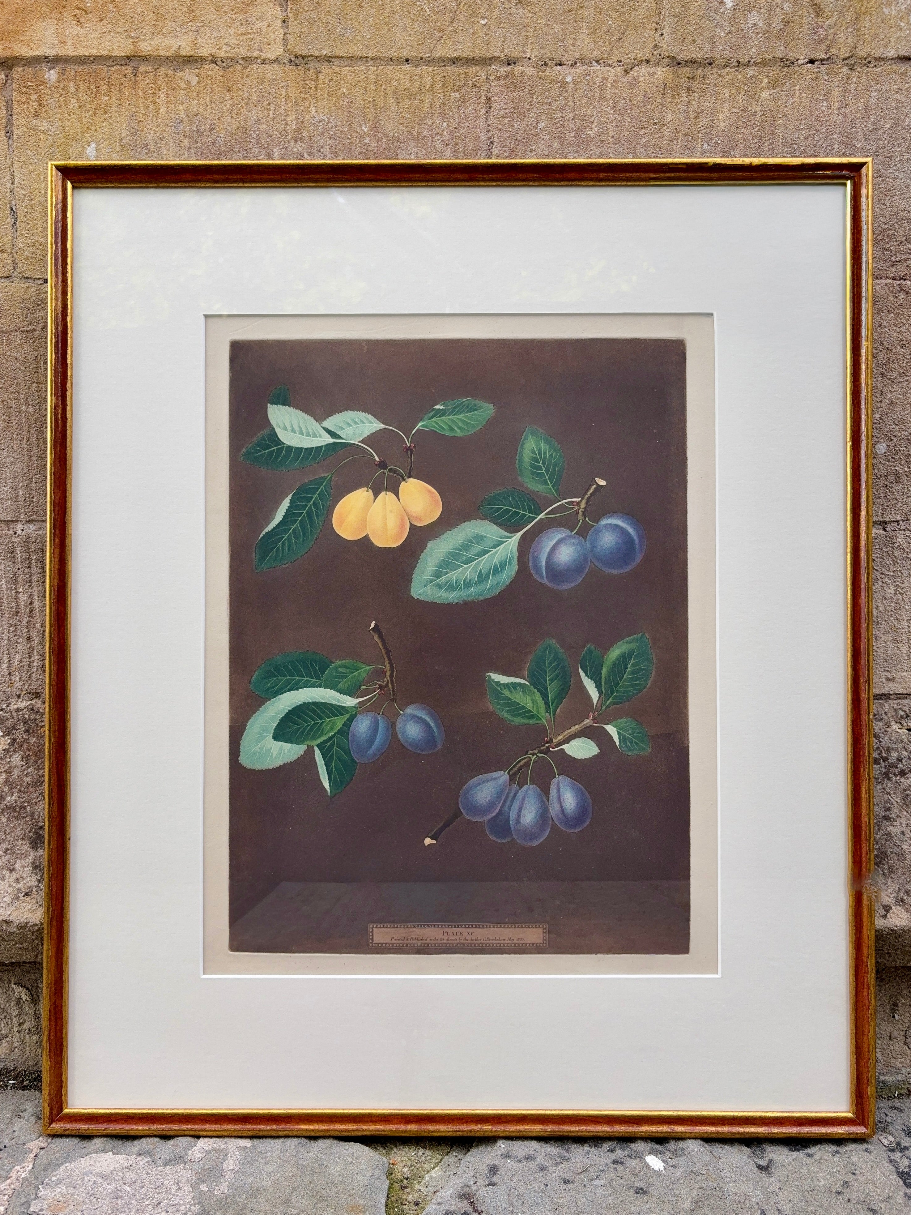 Framed botanical illustration by Brookshaw of fruits including varieties of plums on a brown background