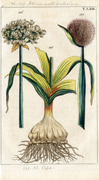 'Leek, Garlic and Asparagus' - 19th-Century Hand-Coloured Copper Engravings, Framed