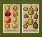 'Apples & Pears' - 19th-Century Botanical Chromolithograph, Framed