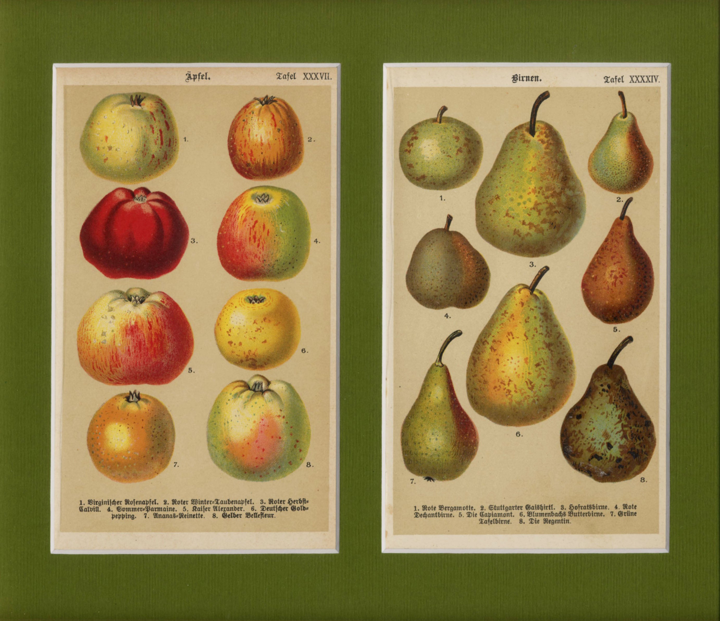 'Apples & Pears' - 19th-Century Botanical Chromolithograph, Framed