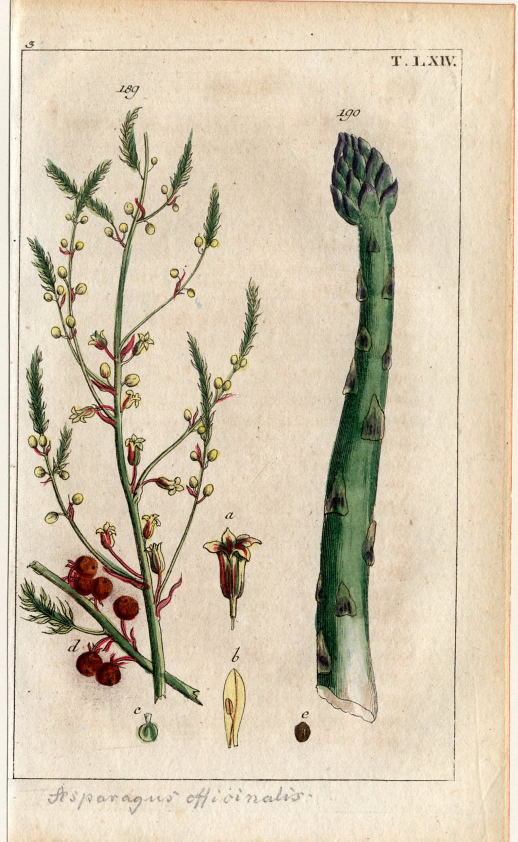 'Leek, Garlic and Asparagus' - 19th-Century Hand-Coloured Copper Engravings, Framed