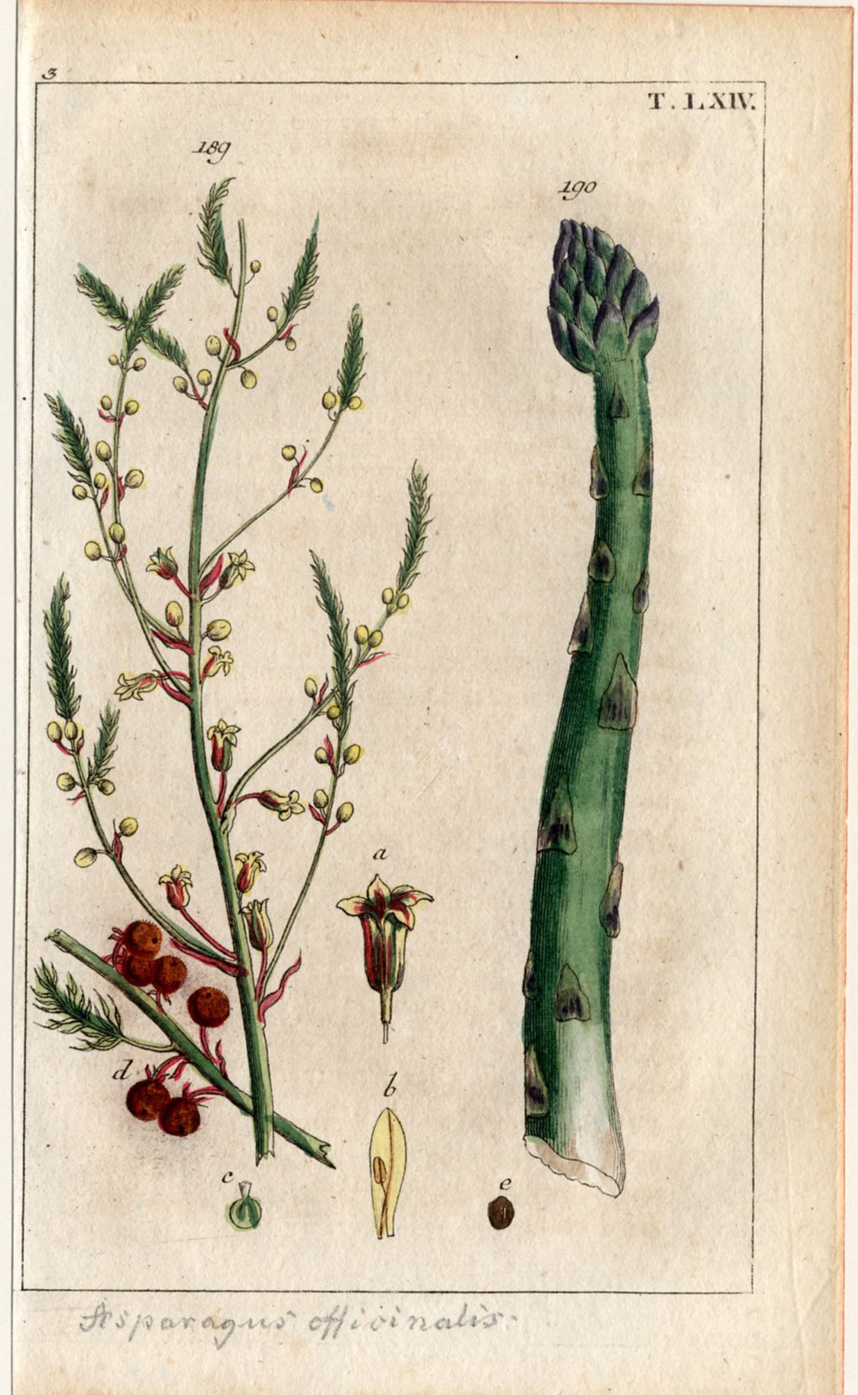 'Leek, Garlic and Asparagus' - 19th-Century Hand-Coloured Copper Engravings, Framed