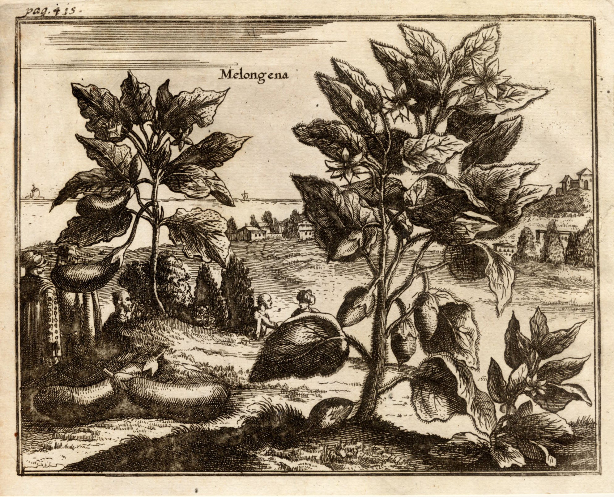 'Melongena (Aubergine or Eggplant)' - 17th-Century Engraving, Framed