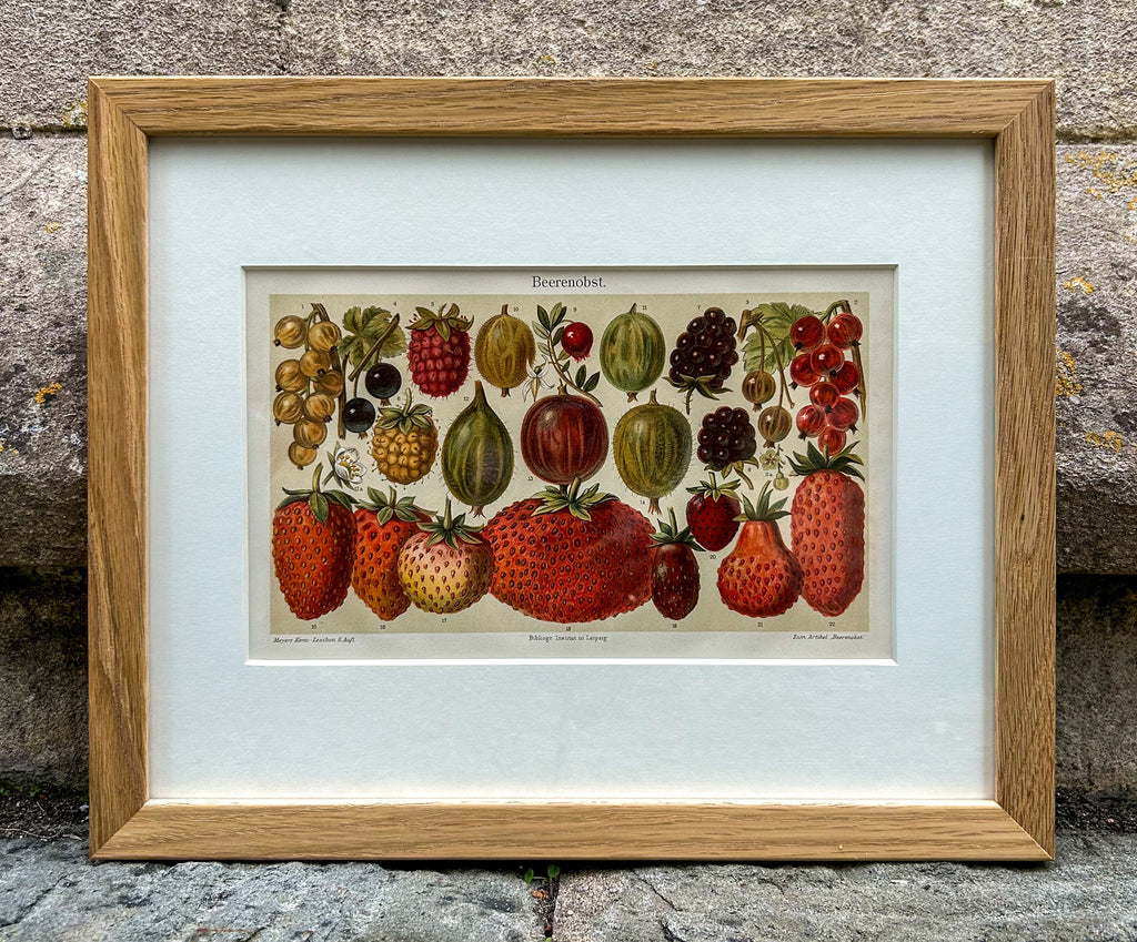'Berries - Beerenobst' - 19th-Century Botanical Chromolithograph, Framed