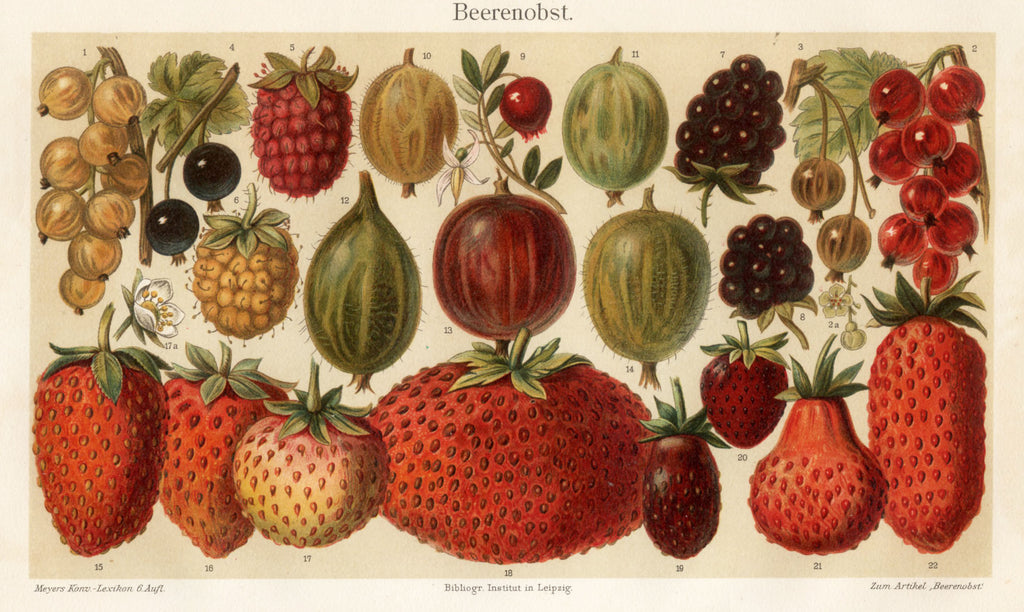 'Berries - Beerenobst' - 19th-Century Botanical Chromolithograph, Framed
