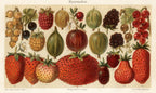 'Berries - Beerenobst' - 19th-Century Botanical Chromolithograph, Framed