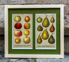 'Apples & Pears' - 19th-Century Botanical Chromolithograph, Framed