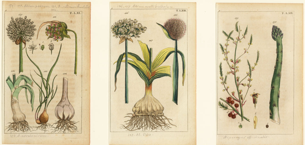 'Leek, Garlic and Asparagus' - 19th-Century Hand-Coloured Copper Engravings, Framed
