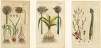 'Leek, Garlic and Asparagus' - 19th-Century Hand-Coloured Copper Engravings, Framed