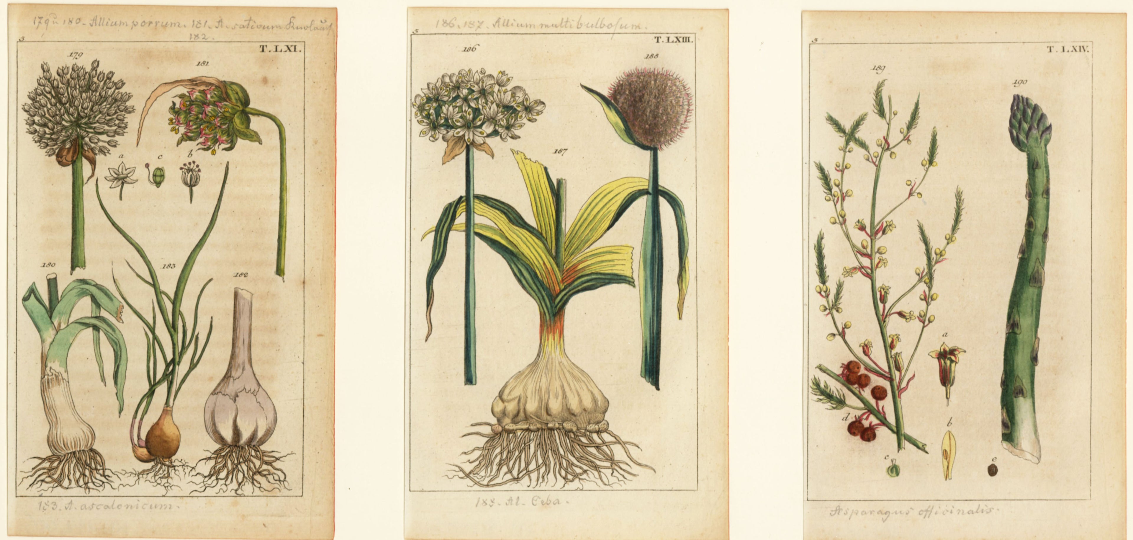'Leek, Garlic and Asparagus' - 19th-Century Hand-Coloured Copper Engravings, Framed