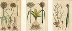 'Leek, Garlic and Asparagus' - 19th-Century Hand-Coloured Copper Engravings, Framed