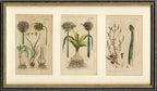 'Leek, Garlic and Asparagus' - 19th-Century Hand-Coloured Copper Engravings, Framed