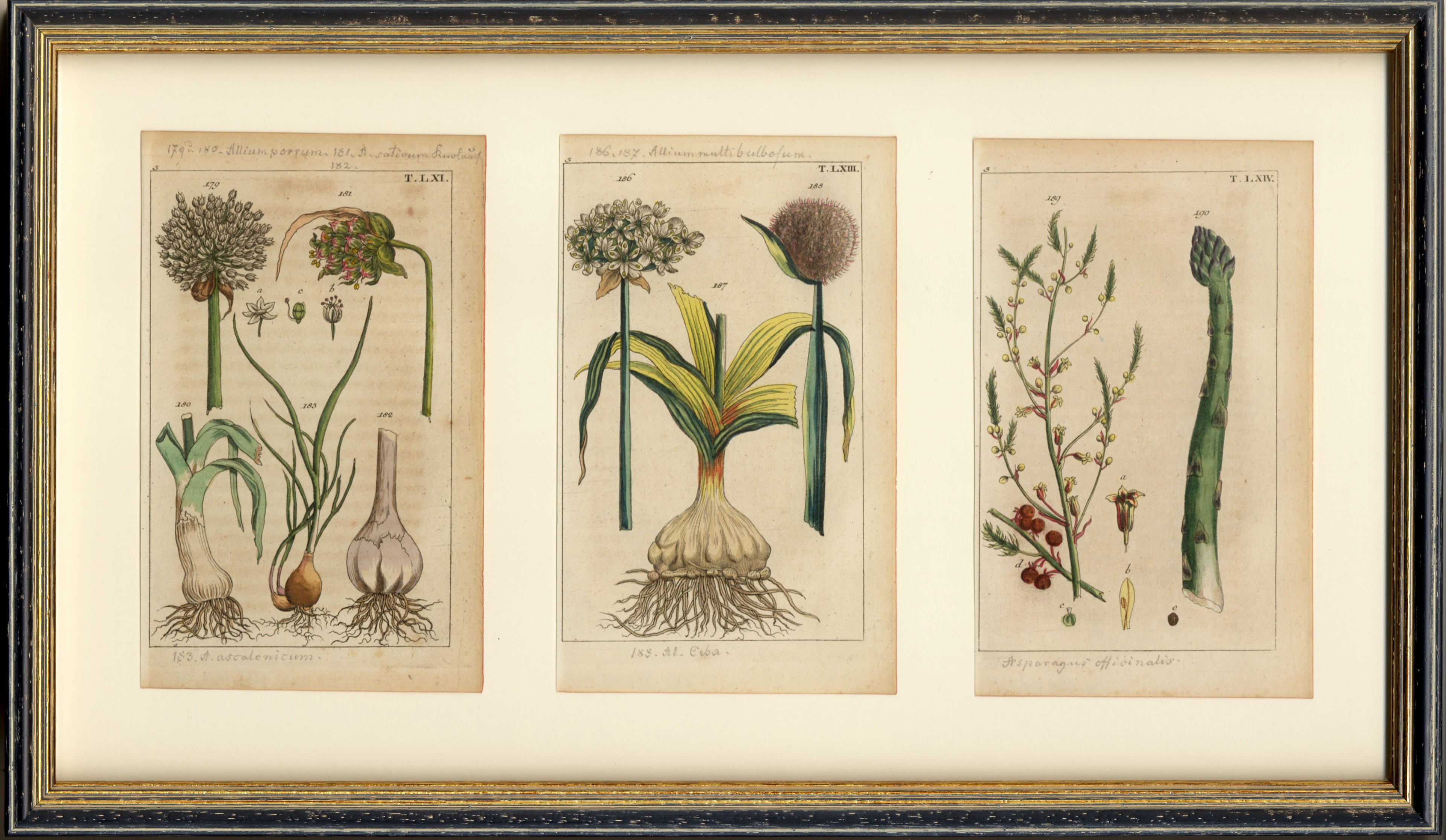 'Leek, Garlic and Asparagus' - 19th-Century Hand-Coloured Copper Engravings, Framed