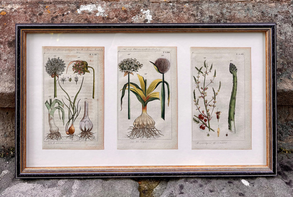 'Leek, Garlic and Asparagus' - 19th-Century Hand-Coloured Copper Engravings, Framed