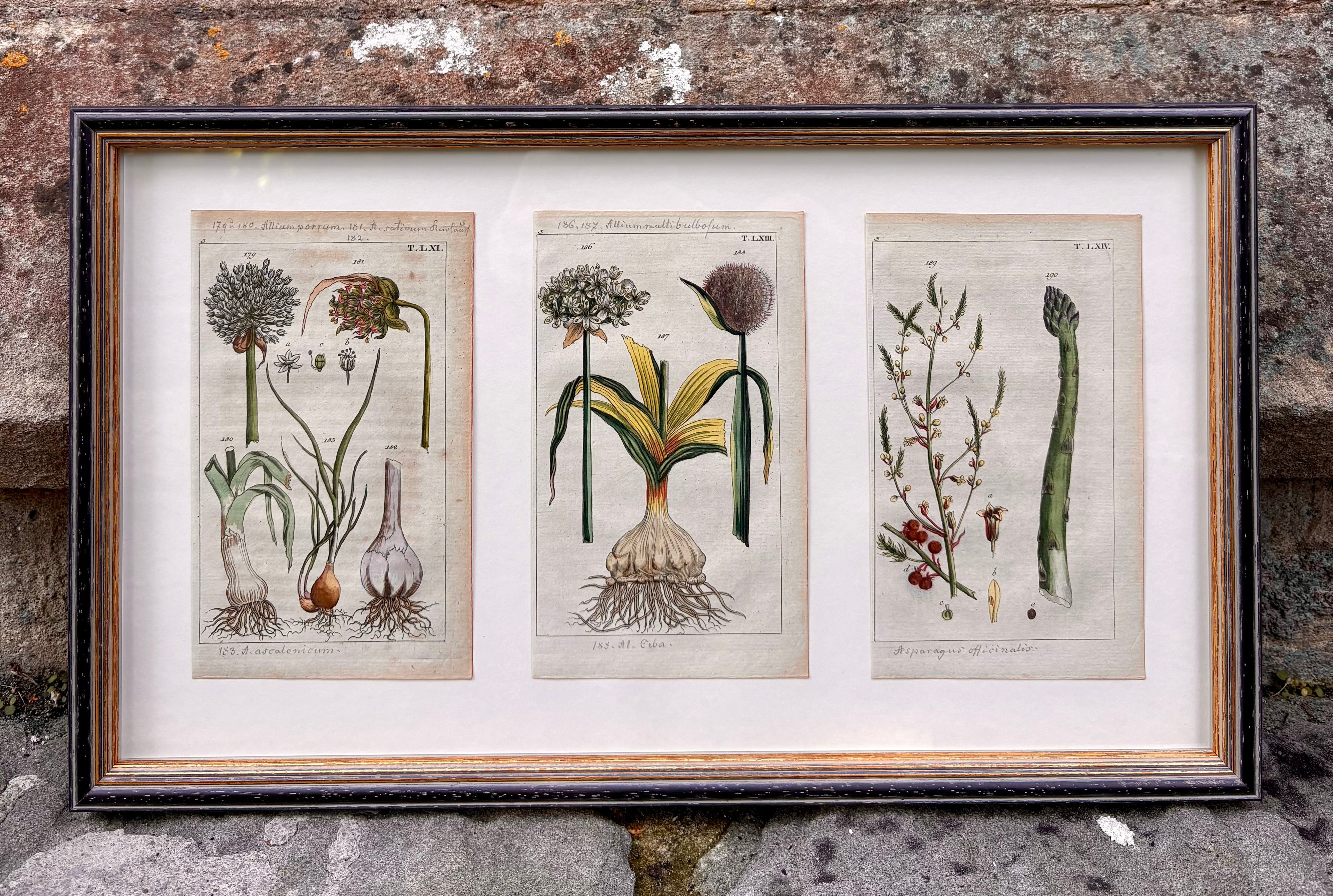 'Leek, Garlic and Asparagus' - 19th-Century Hand-Coloured Copper Engravings, Framed