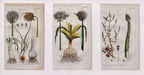 'Leek, Garlic and Asparagus' - 19th-Century Hand-Coloured Copper Engravings, Framed
