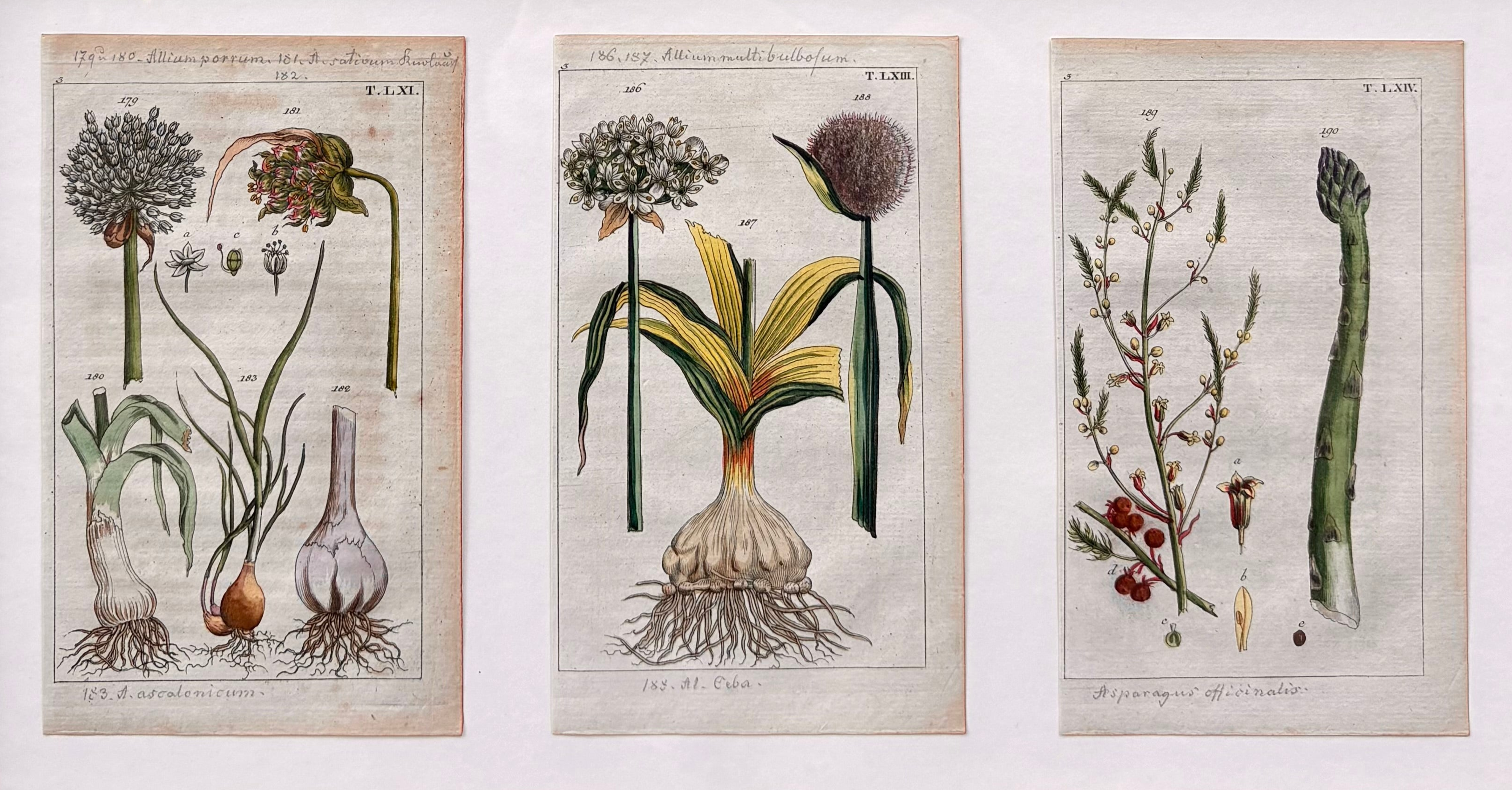 'Leek, Garlic and Asparagus' - 19th-Century Hand-Coloured Copper Engravings, Framed