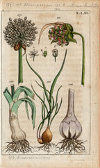 'Leek, Garlic and Asparagus' - 19th-Century Hand-Coloured Copper Engravings, Framed