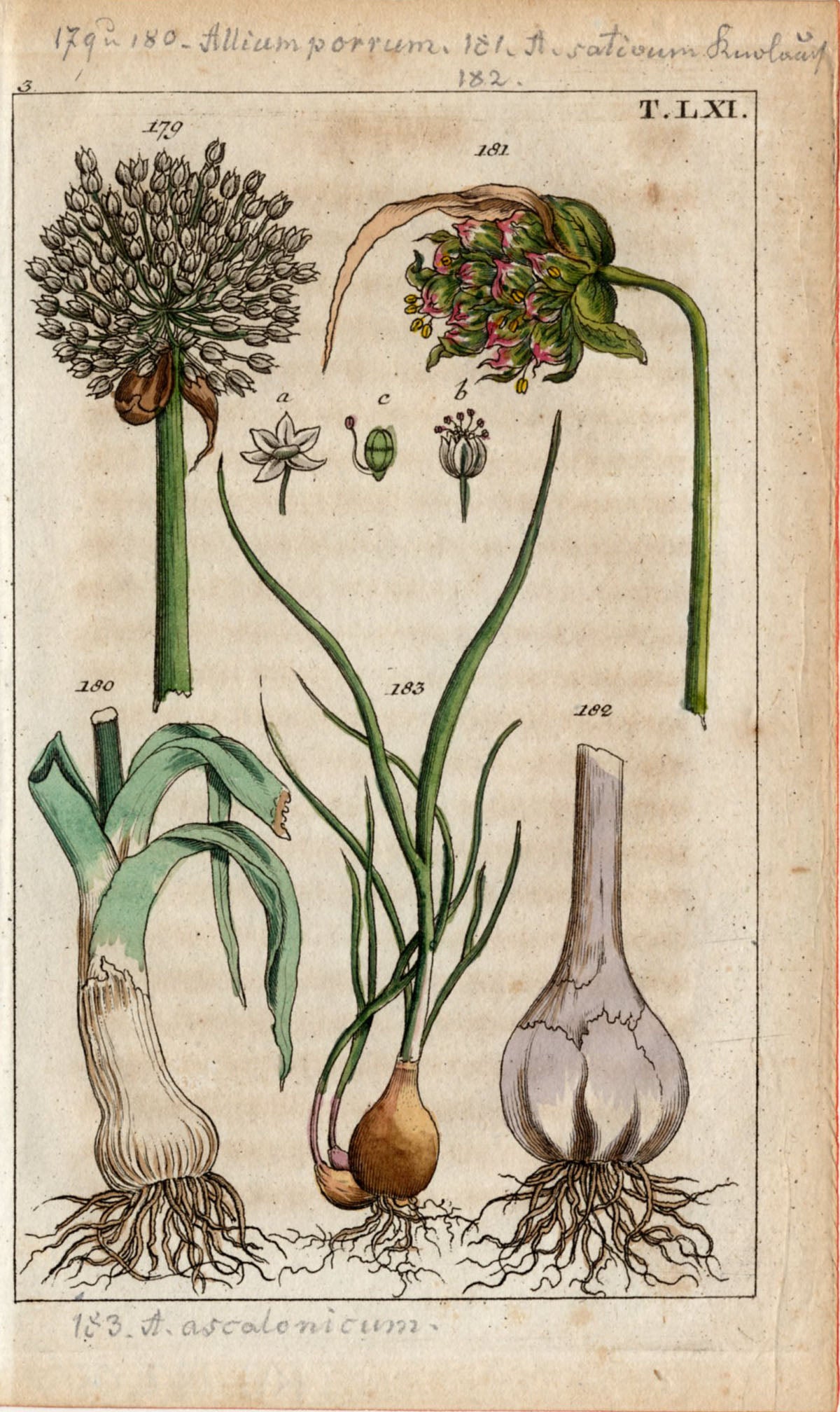 'Leek, Garlic and Asparagus' - 19th-Century Hand-Coloured Copper Engravings, Framed