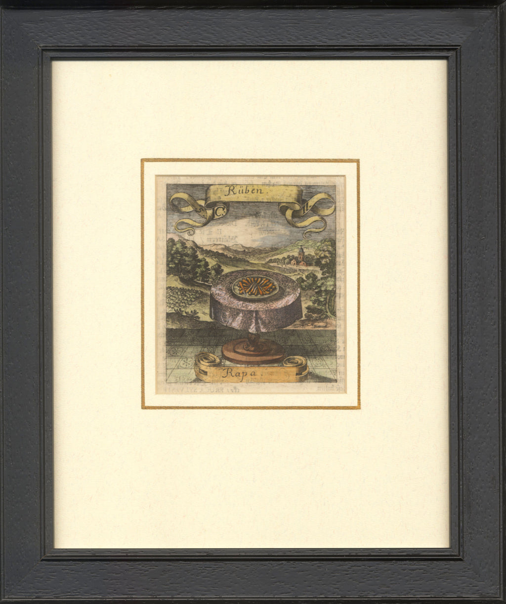 'Rüben or Rapa' - 17th-Century Hand-Coloured Engraving of Turnips, Framed