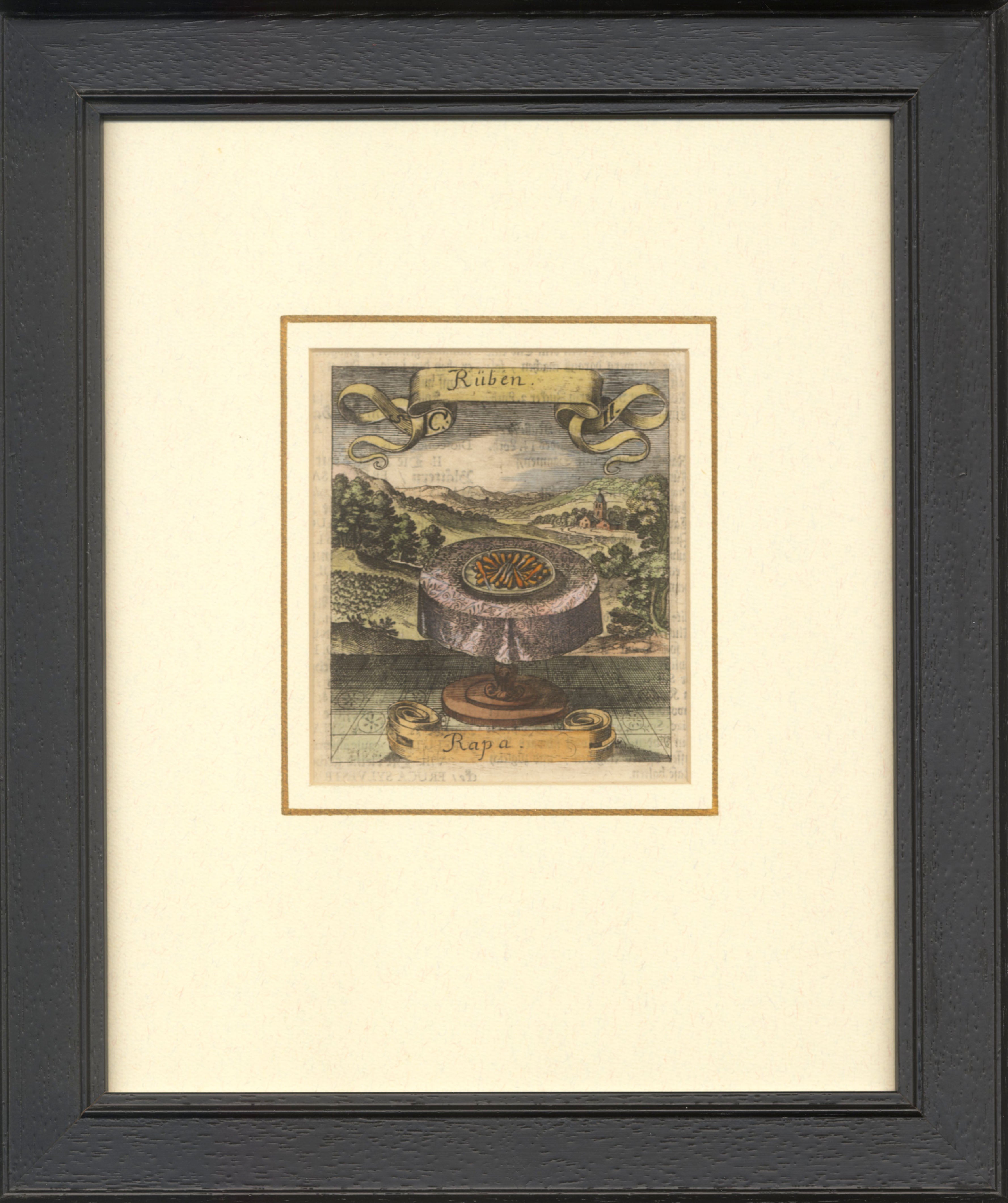 'Rüben or Rapa' - 17th-Century Hand-Coloured Engraving of Turnips, Framed
