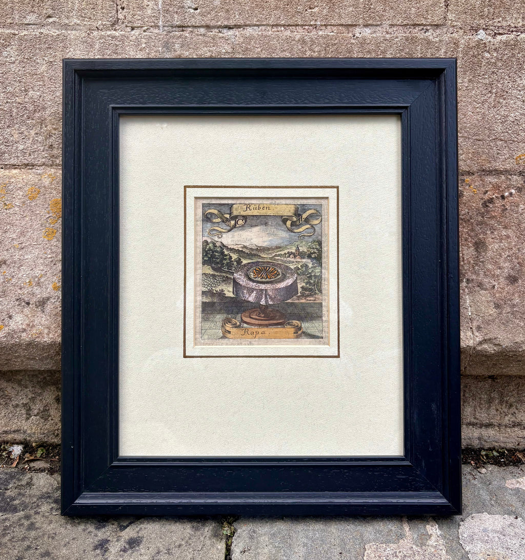 'Rüben or Rapa' - 17th-Century Hand-Coloured Engraving of Turnips, Framed