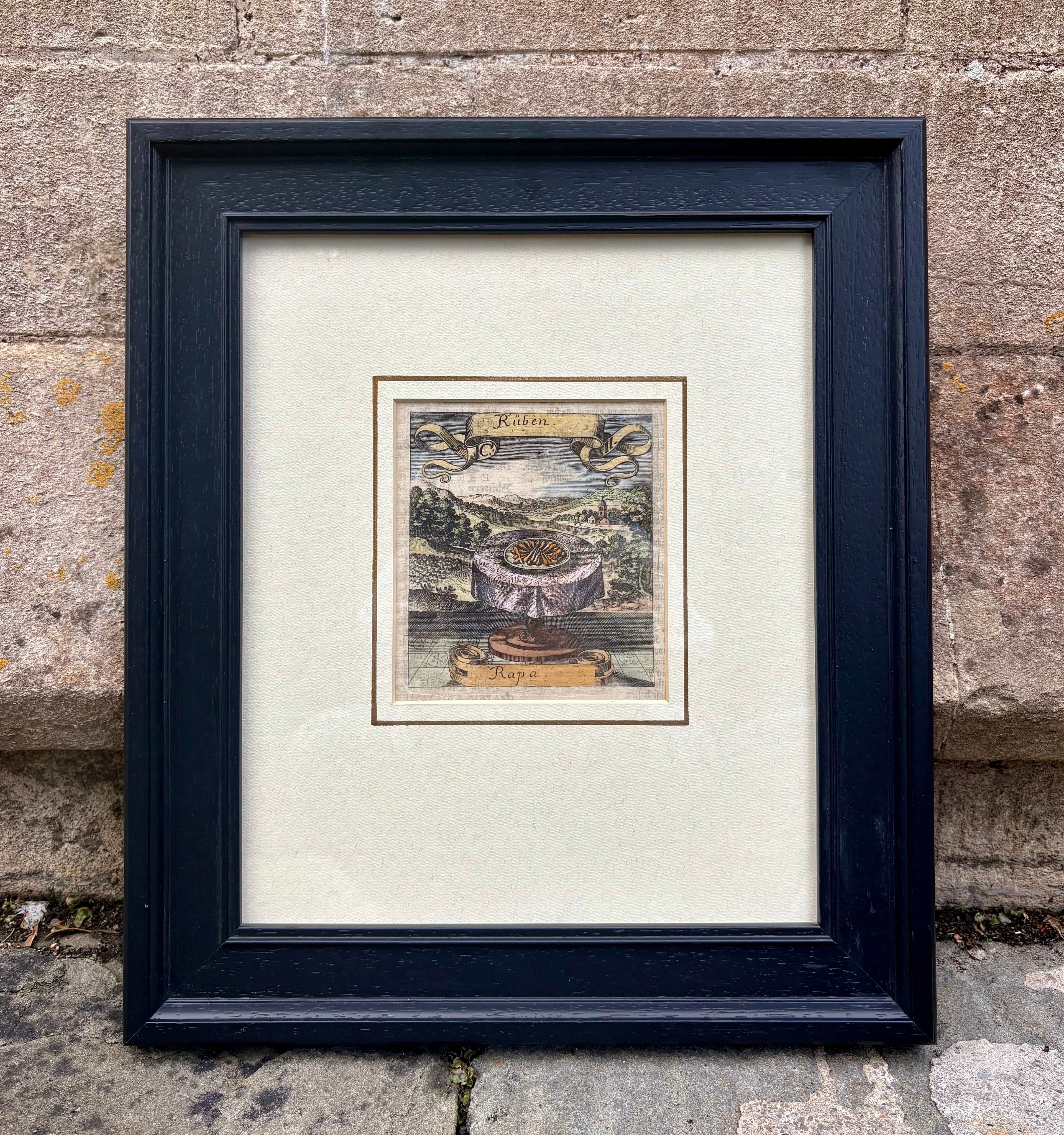 'Rüben or Rapa' - 17th-Century Hand-Coloured Engraving of Turnips, Framed